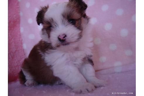 成約済の長崎県のミックス犬-38577の2枚目